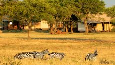 Zebra in Camp Singita Grumeti Sabora Tented Camp