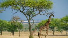 Singita Sabora Wildlife Giraffe Singita Grumeti Sabora Tented Camp