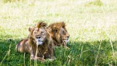 Lions Singita Grumeti Sabora Tented Camp
