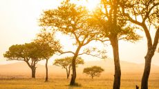 OGS4491 scaled Singita Grumeti Sabora Tented Camp