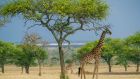 Singita Sabora Wildlife Giraffe Singita Grumeti Sabora Tented Camp