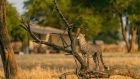 Singita Sabora Wildlife Cheetah scaled Singita Grumeti Sabora Tented Camp
