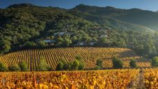 VINEYARD MG 0361 Pano at Clos Apalta Residence