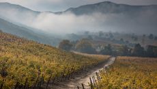 fall foggy morning2 at Clos Apalta Residence