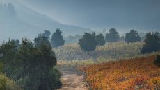 fall foggy morning at Clos Apalta Residence