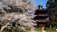 Garden Spring Sakura