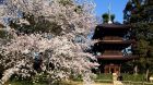 Garden Spring Sakura