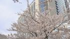 Spring exterior with sakuras
