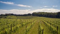 Estate Vineyards Castle Backdrop COMO Castello del Nero