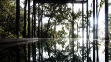 Infinity edge pool trees