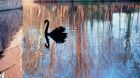 wildlife black swan