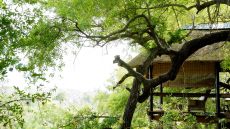 treecamp deck forest view