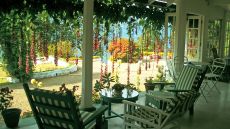 Winter Blooms on the Verandah