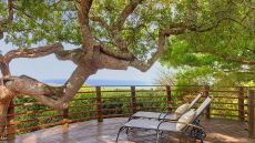 suite terrace with tree