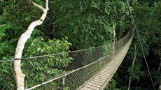Wooden bridge path through trees