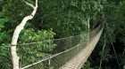Wooden bridge path through trees