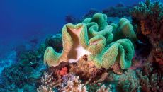 diving corail 1 Constance Tsarabanjina Madagascar