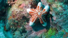 diving etoile de mer 1 Constance Tsarabanjina Madagascar