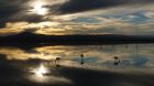 atacama desert flamingoes sunset