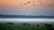 Safari Bamurru Plains