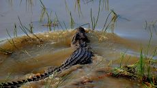Wildlife Bamurru Plains