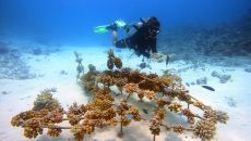 CORAL CONSERVATION PROGRAM