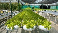 Hydroponic Garden