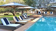Morukuru Family Madikwe Tree climbing lion image Rosita Stumpel