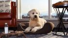 Pet Friendly