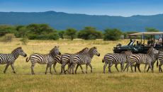 Game drive and Beyond Lake Manyara Tree Lodge