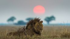 Hippos with exterior in the background