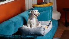 pet friendly Mayfair House