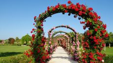 El Gazibo Gardens Finca Cortesin