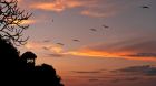 Sunset Banyan Tree Cabo Marques