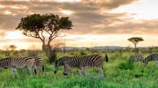 Wildlife Royal Madikwe