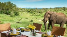 outdoor dining with elephants