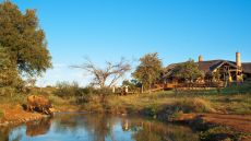 wildlife at Royal Madikwe
