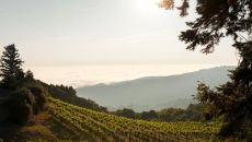 ncal fogherty bayfog at Rosewood Sand Hill