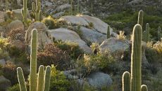 Landscape at Miraval Arizona