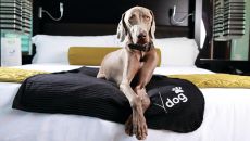 Vdara Dog Friendly Suite 3200x2133 Vdara