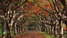 Outdoor Views avenue of oaks