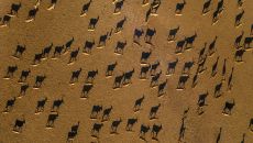 Safari Animals Elands Aerial View 7