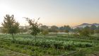 Market Gardens 1 Borgo Santo Pietro