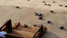 Turtle Release at Six Senses Con Dao