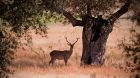 Deer by the tree