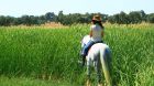 horse riding