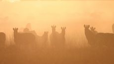 wildlife at San Camp