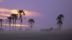 zebras in the sunset