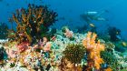 baros maldives diving