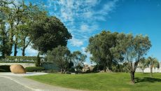 The Yeatman Gardens 1400 year old olive tree and Sustainability at The Yeatman